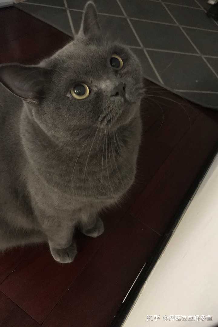 大家有没有养猫养了很长时间突然对猫毛过敏的是怎么处理的呢