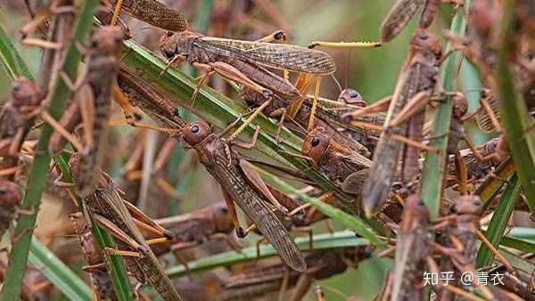 中国古代是如何治理蝗灾的 知乎
