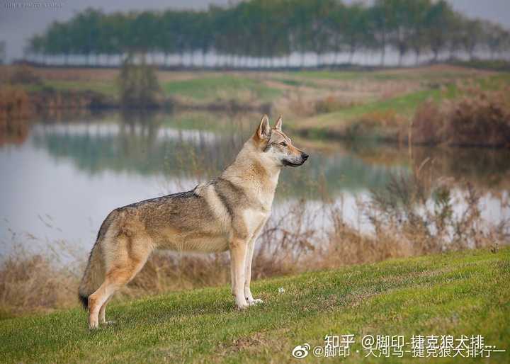 如何区分纯种捷克狼犬和狼串? - 知乎