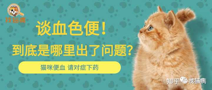 猫便血 但是能吃能喝我现在要怎么办 知乎