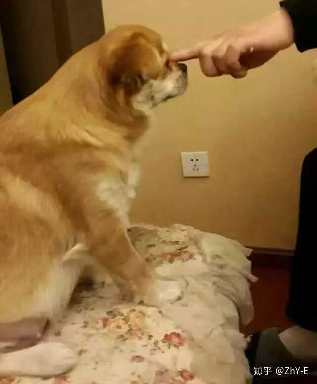 把土狗养成高级犬是一种怎样的体验 知乎 把土狗养成高级犬是一种怎样的体验 知乎