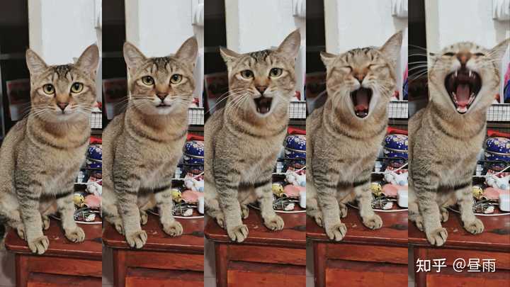 养雀猫(麻猫)是一种怎样的体验? - 知乎