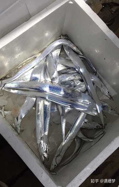 刚从海里钓上来的带鱼,有一层亮银色的鱼鳞,和我们在饭桌上的带鱼是
