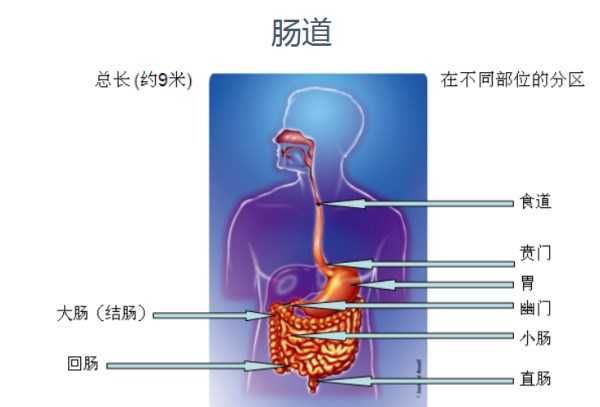 益生菌知识肠道的结构 知乎