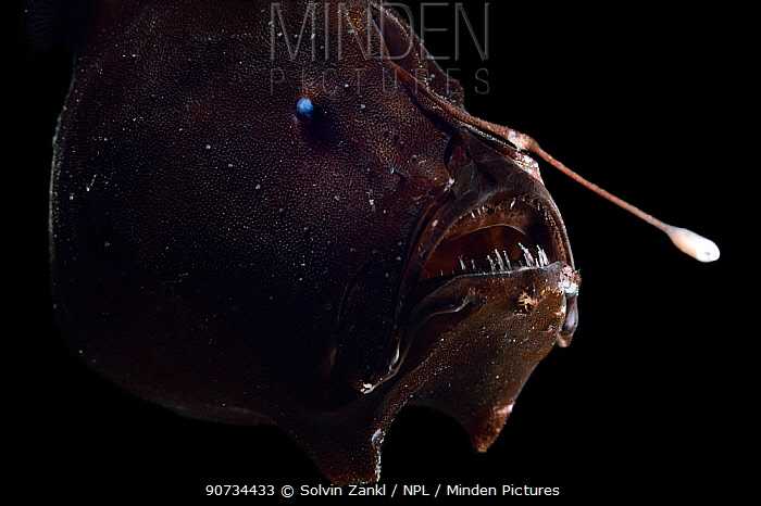 在进化史上有没有特别有趣或者奇葩的进化 Vashtanerada 的回答 知乎