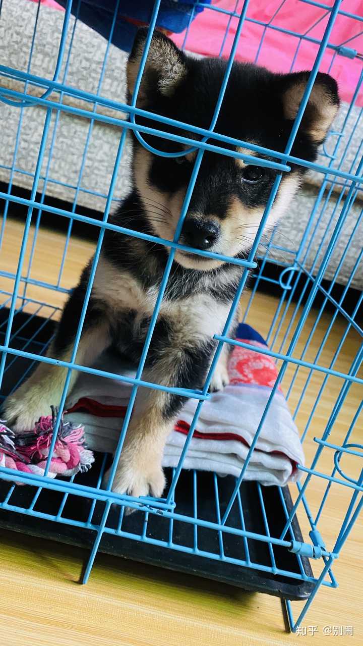 如何分辨柴犬的品相 知乎 如何分辨柴犬的品相 知乎