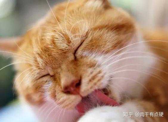 猫咪吐毛球的原因 猫咪毛球症 知乎