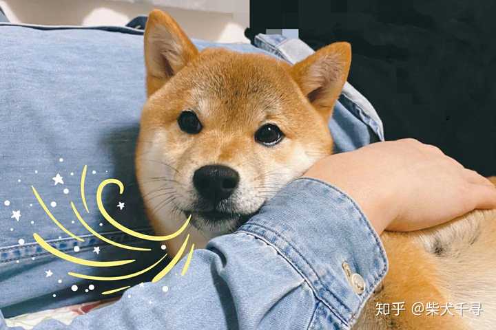 怎么区分柴犬和豆柴呢 知乎