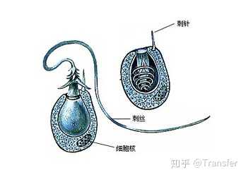 「水母」的身体构造和生活习性是怎样的,这一生物是如何繁殖的? - 知乎