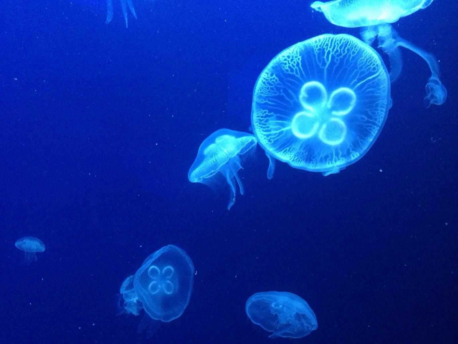 托身白刃里,杀人红尘中