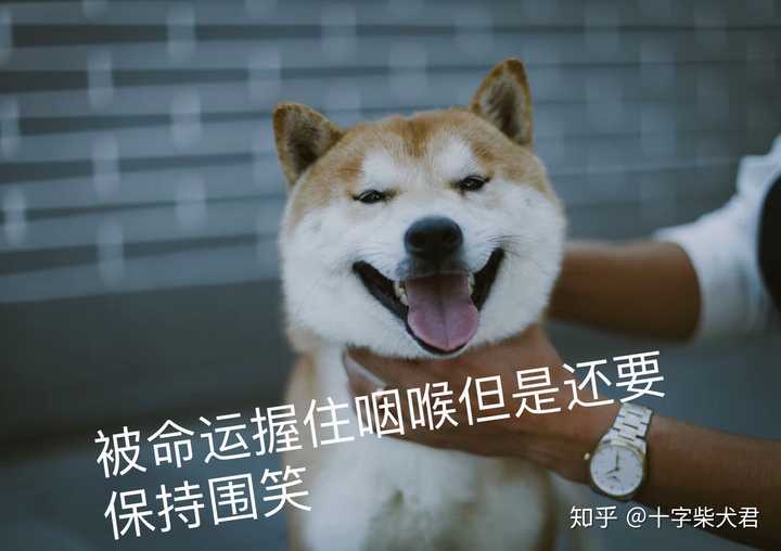 购买柴犬如何防骗 怎么样识别黑心犬舍 知乎 购买柴犬如何防骗 怎么样识别黑心犬舍 知乎
