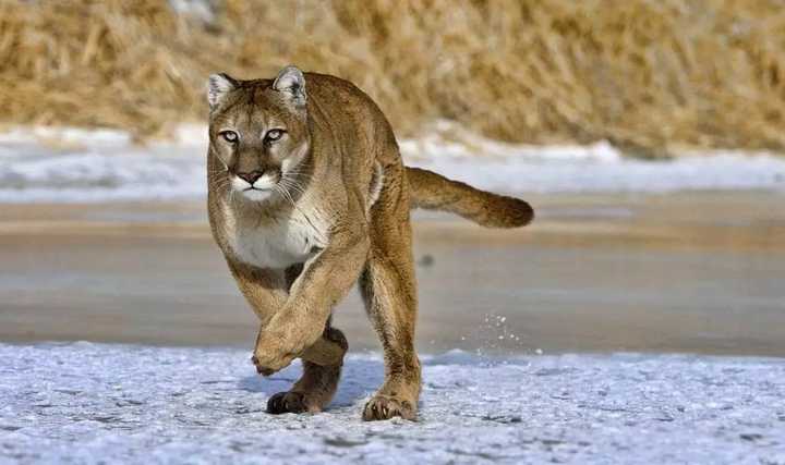 美洲豹 美洲狮 美洲虎是不是一种动物 知乎