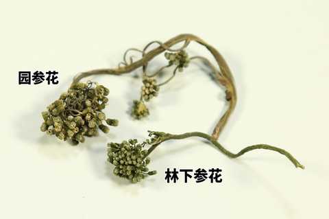 人参花 知乎 人参花 知乎