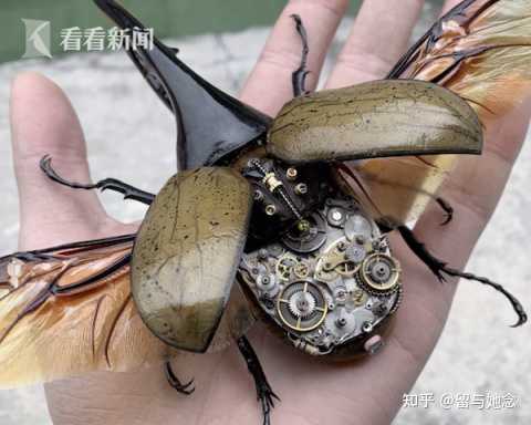 苏州海关截获8只活体长戟大兜虫 这类昆虫对生态环境有什么危害 知乎 苏州海关截获8只活体长戟大兜虫 这类昆虫对生态环境有什么危害 知乎