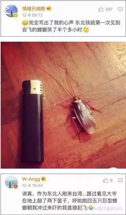 请问有没有彻底杀死蟑螂的方法 女孩子真心害怕这个东西 今晚打老虎qaq 的回答 知乎