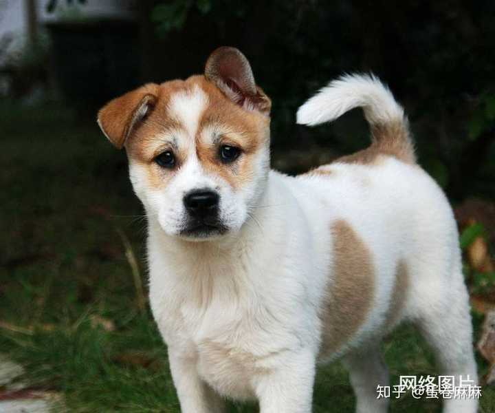 如何评价「柴犬是一种日本的土狗?