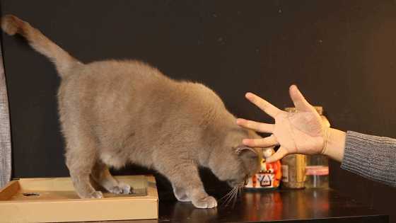 猫咪蹭一下到底是什么意思