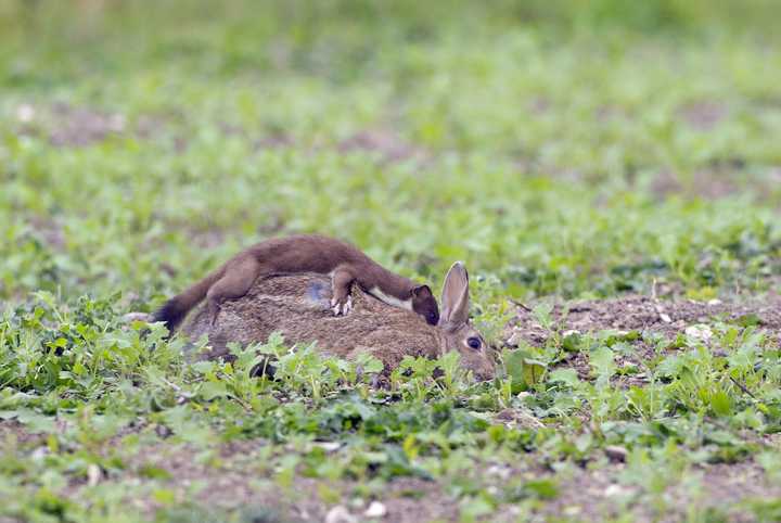 甚至体型更小的白鼬也可以捕杀成年兔子