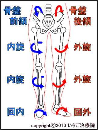 如何矫正o型腿或ox型腿 知乎