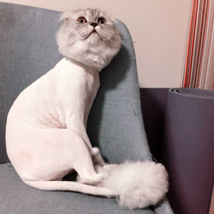 养长毛猫是一种什么样的体验?