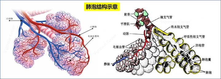 靜脈血變成動脈血就在這個地方,也就是 氧氣耗盡的血紅蛋白在這裡