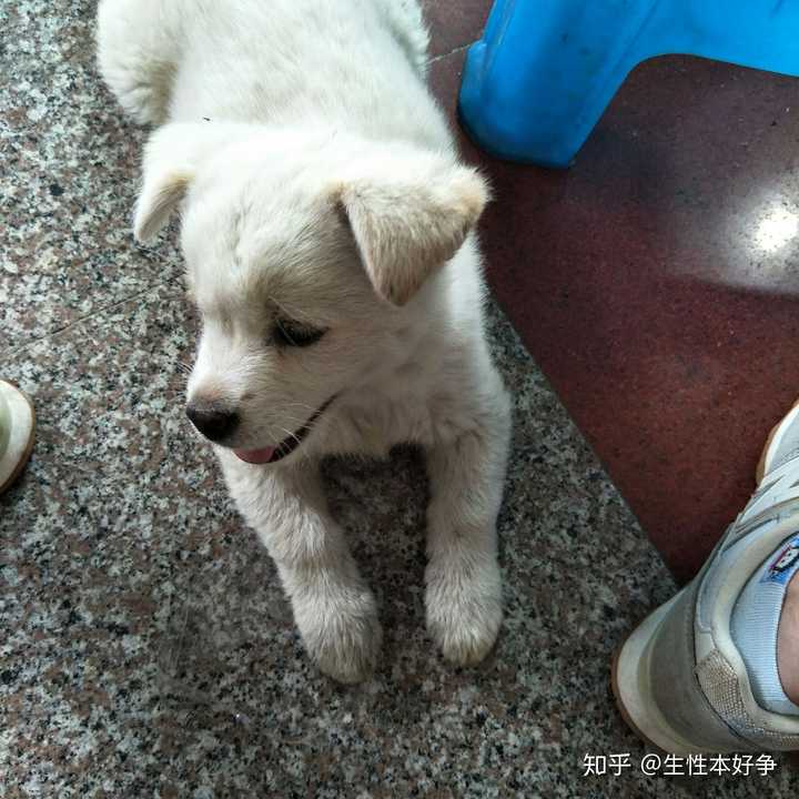 中華田園犬的顏值可以多高?