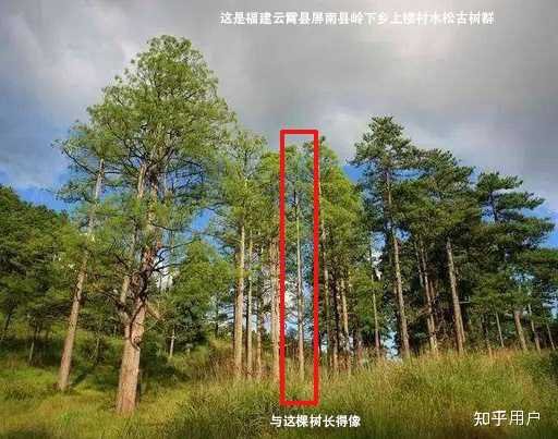 一种又高又直的树 树干很硬,是什么树? - 知乎