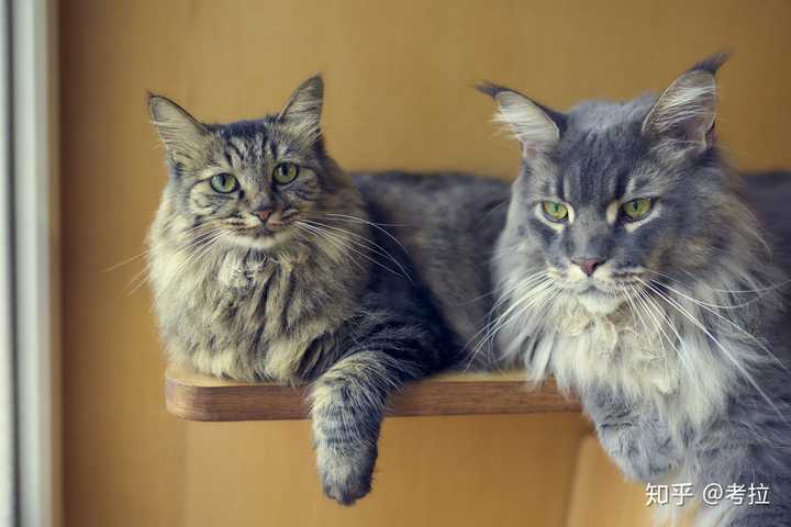 有人养长毛的狸花猫吗 真的长得像缅因猫吗 知乎 有人养长毛的狸花猫吗 真的长得像缅因猫吗 知乎