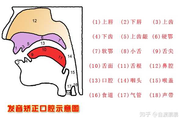 练声音怎么区分压嗓子和挺软腭的差别? - 知乎