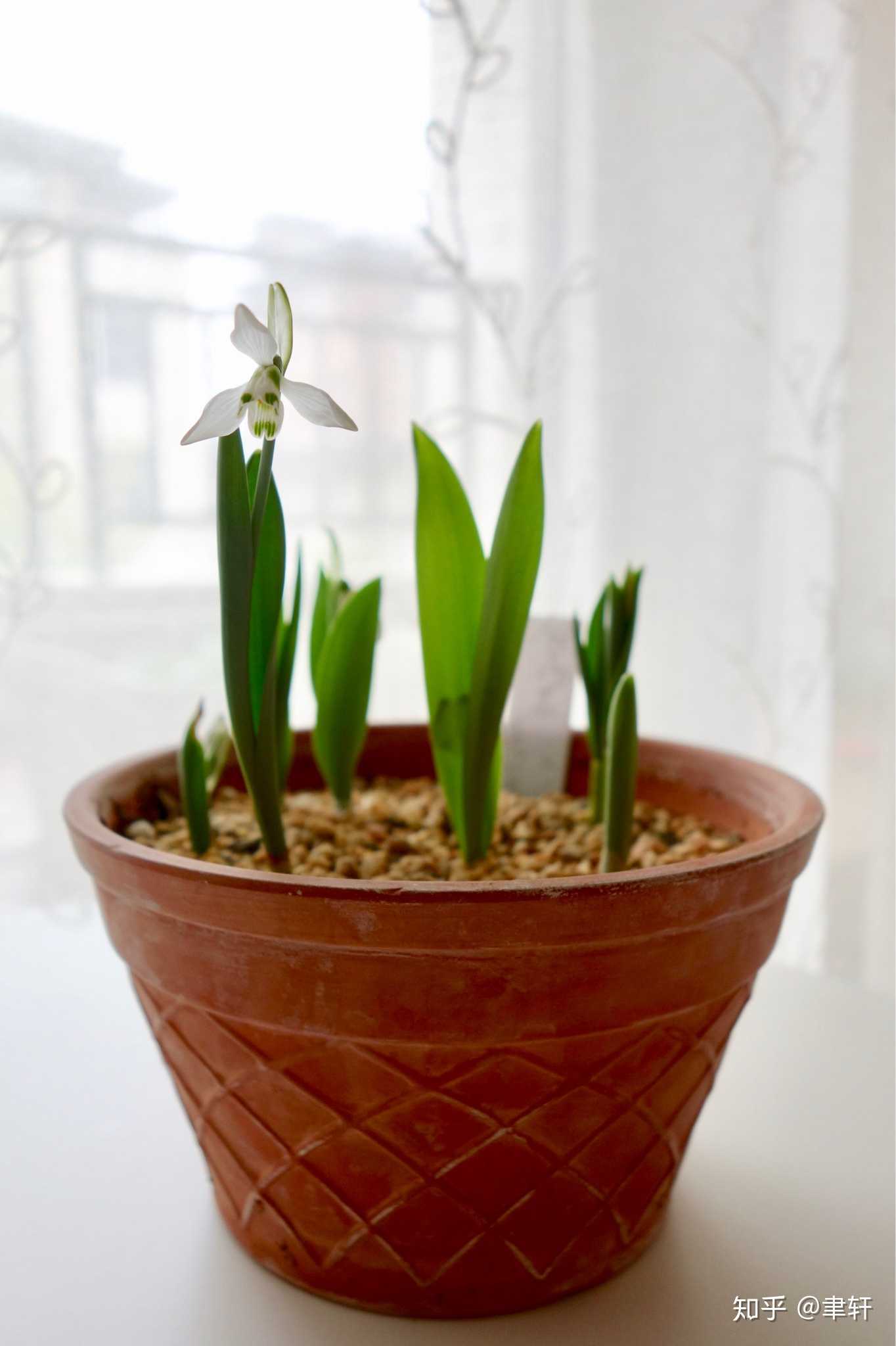 第一朵雪滴花开了,进入疯狂拍照模式