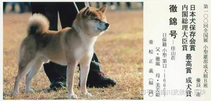 为什么中华田园犬和日本柴犬在各自国家的待遇差别这么大 知乎