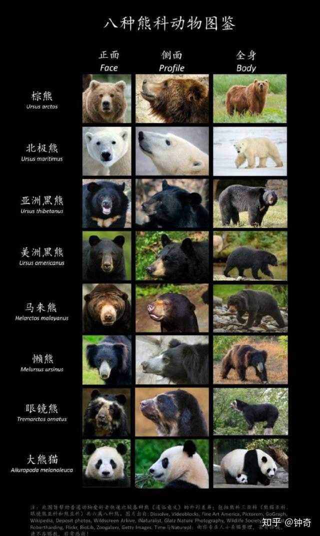 给你什么样的冷兵器你会跟熊搏斗