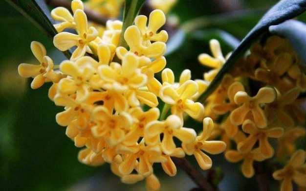 桂花 知乎 桂花 知乎