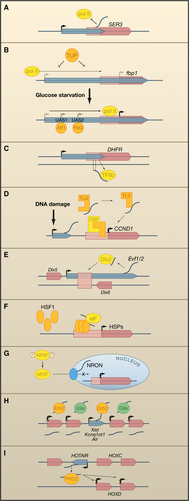 lncrna 对基因表达的调控机制有哪些特点？ - 知乎