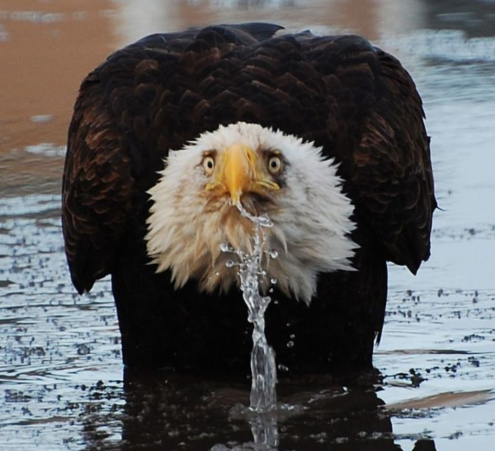 所谓的鹰视狼顾到底是一种怎么样的眼神或者姿势