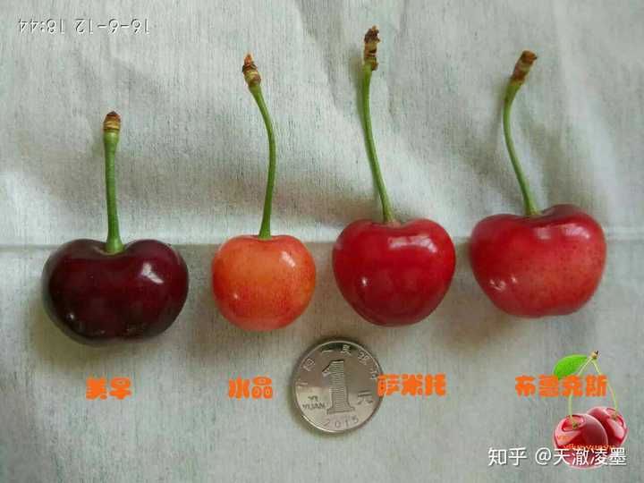 再看一下萨米托,美早,布鲁克斯相同数量重量对比(17年数据)