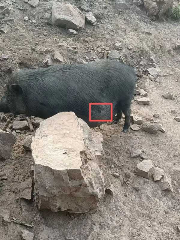 无人机搭载金属箭头狩猎，对野猪、家畜无差别射杀，这种「无人机牙签」威力有多大？可能存在哪些风险？