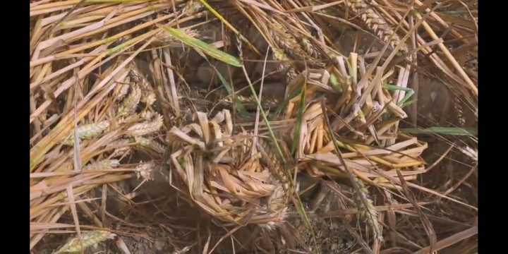 麦田怪圈的真相是什么 知乎 麦田怪圈的真相是什么 知乎