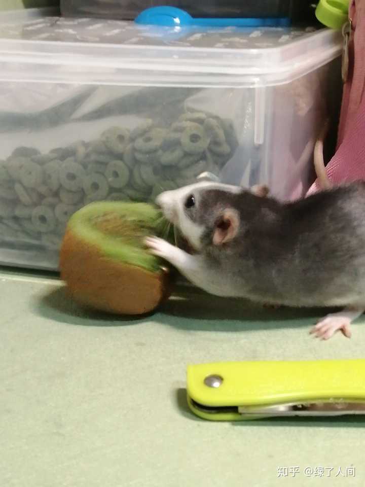 家里养花枝鼠是怎样的体验 绿了人间的回答 知乎