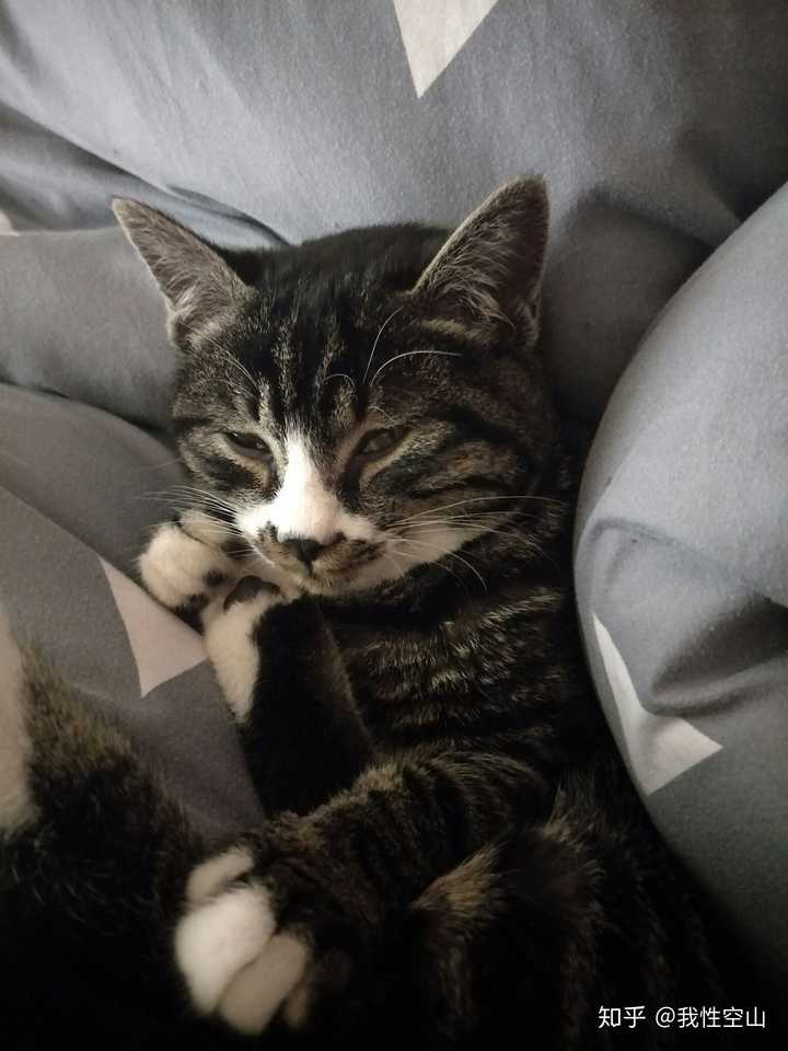 不吹不黑这位五个月的肥猫已经突破十斤,十分怀疑是橘猫染色而成