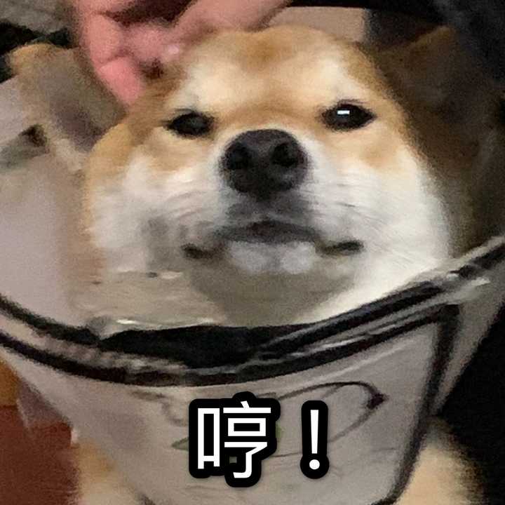 一岁的柴犬还是长得像狐狸 是不是被骗了 知乎 一岁的柴犬还是长得像狐狸 是不是被骗了 知乎