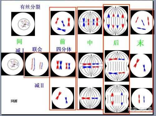 性染色体复制图解图片