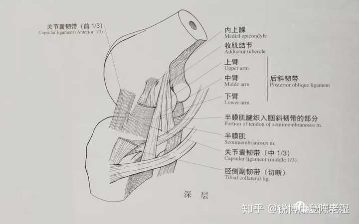 右膝内侧副韧带损伤需要多久康复和如何恢复? - 知乎