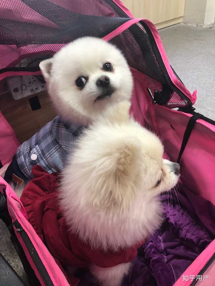 为什么我感觉看到的博美和俊介完全是两类狗狗 知乎
