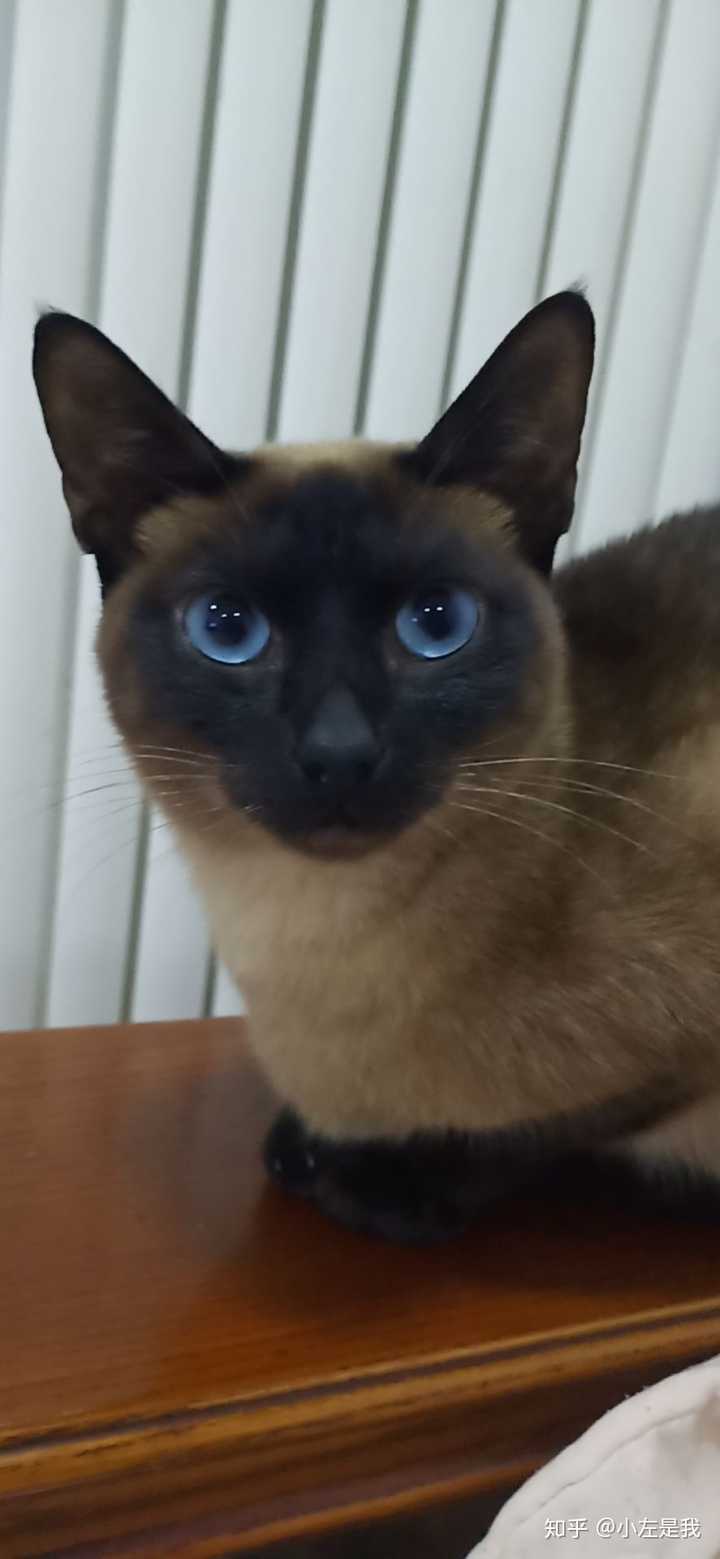 多少度猫咪会感到寒冷 知乎