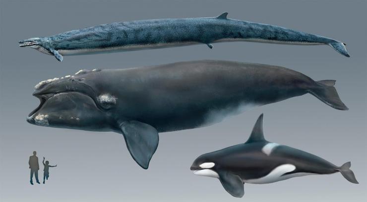 龙王鲸vs虎鲸图片
