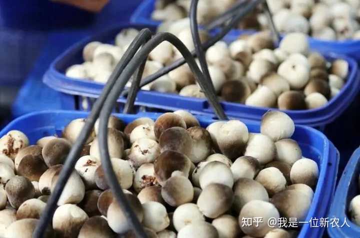 草菇的生长条件有哪些? - 知乎