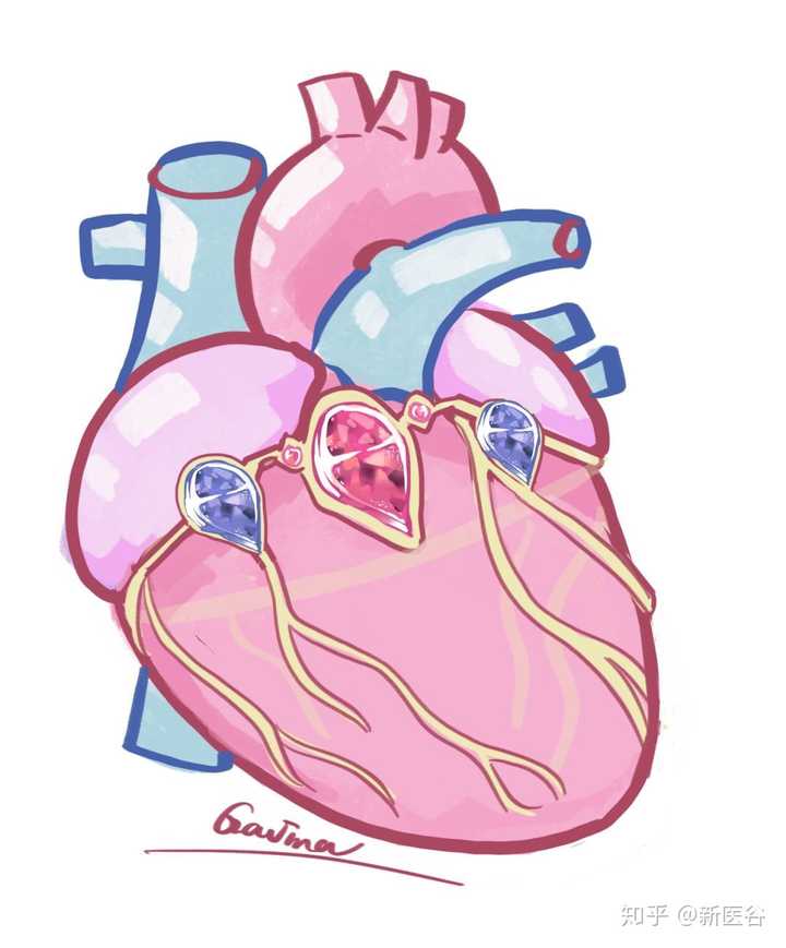 示 环绕心脏一周的冠状动脉恰似一顶王冠| 翼点医学