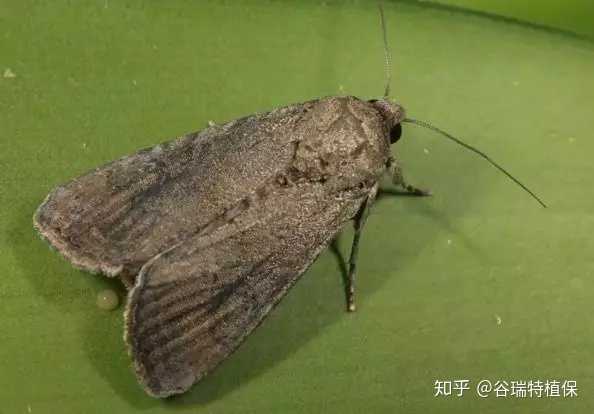什么是草地贪夜蛾 该种生物会对我国农业产生怎样的影响 知乎