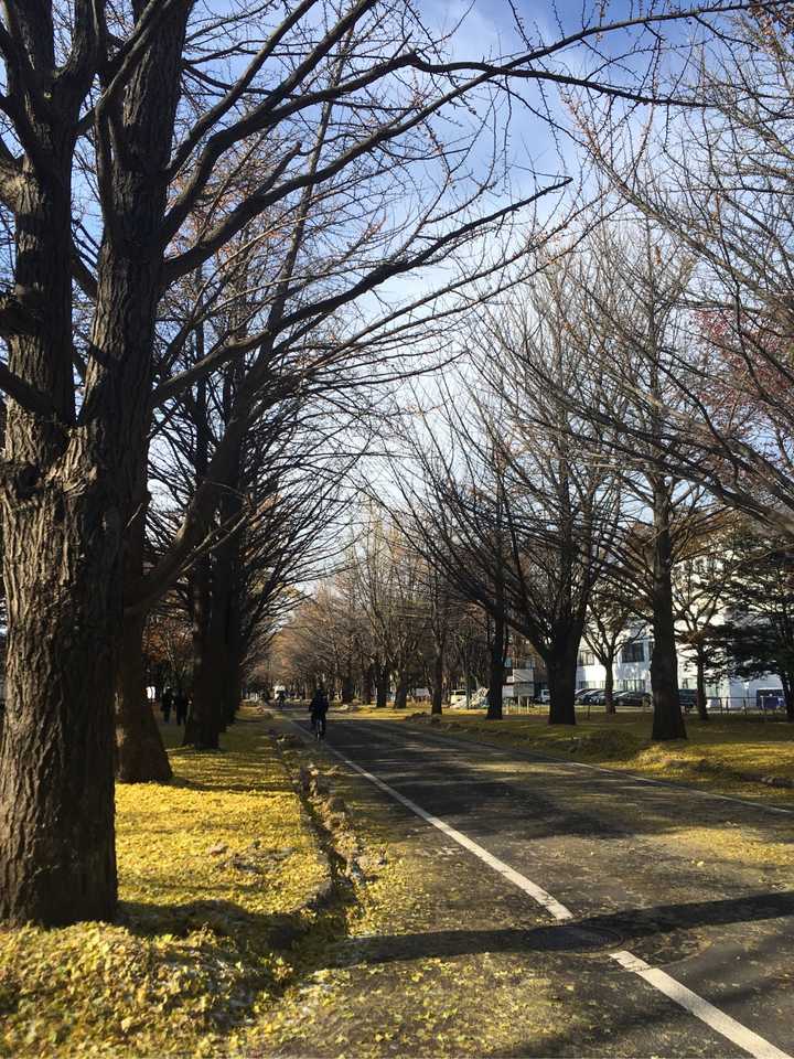 北海道大学银杏大道图片